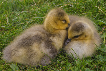 cute goslings
