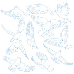 Set of isolated flying birds. Vector illustration