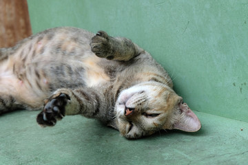 Gray cat twisted body on the floor