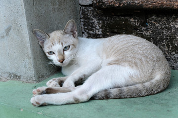 brown cat looks at the camera