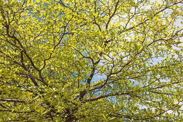 Green leaves, the background is sky and clouds.