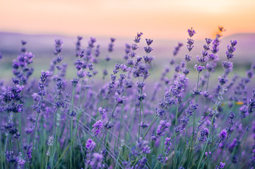 Naklejka premium Lavender Field in the summer, natural colors, selective focus.