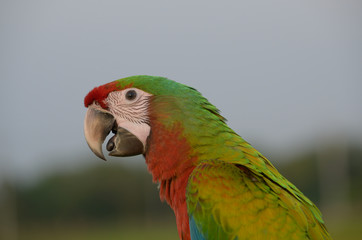 Head shot Beautiful macaw, Lovely Colorful Macaw bird.