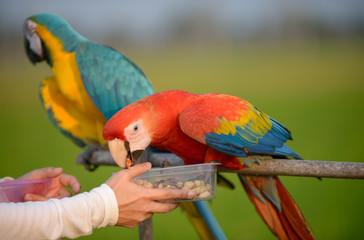 Feeding Beautiful macaw bird, Lovely macaw.