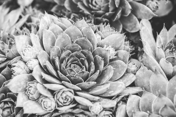 Sempervivum tectorum, Common Houseleek, - perennial plant growing in flower pot. Sempervivum in nature, great healthy plant. Black and white picture.