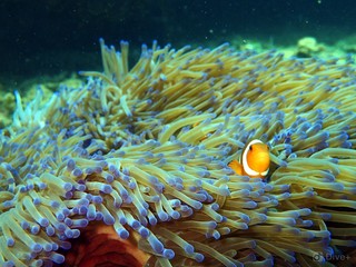 Closeup and macro shot of Western Clown fish or anemone fish while leisure diving in Tunku Abdul...