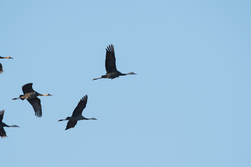 Flock of hood cranes flying in Izumi city, Kagoshima prefecture, Japan.