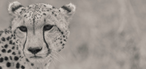 Cheetah Close up ! 