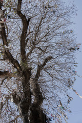 paphos tree monument