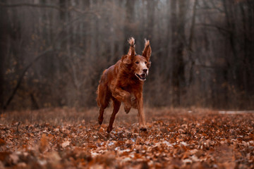 Beautiful Irish Setter in the autumn forest