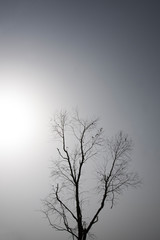 dead tree in sunset