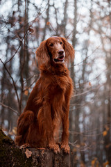 Beautiful Irish Setter in the autumn forest