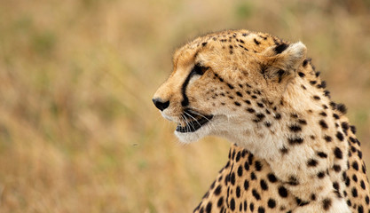 Mother Cheetah on the hunt !