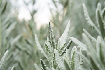 herb plant macro