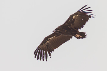 black vulture guarding the area