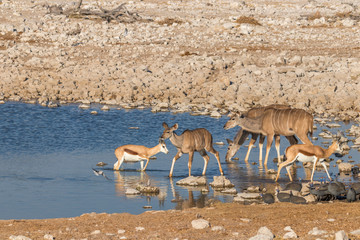 Greater kudu (Tragelaphus strepsiceros), springbok ( Antidorcas Marsupialis) and helmeted guineafowl drinking at the water hole, Etosha National Park, Namibia.