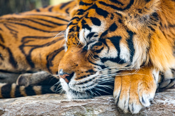 この猛獣の尾を踏んで起こすのは避けたい、トラの昼寝のアップ