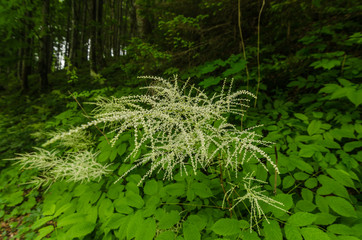 weisse blueten mit blaetter