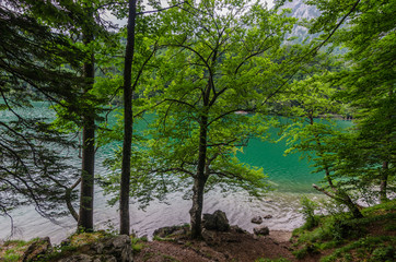 Obraz premium verschiedene baeume am see