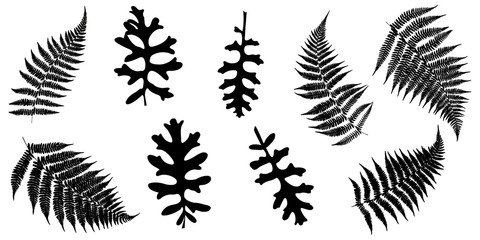 Collection. Silhouettes of fern leaves and jacobaea maritima. Vector illustration. - obrazy, fototapety, plakaty