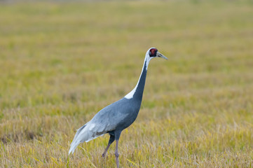 鹿児島県出水市に渡って来るマナズルのアップ、干拓地にて、