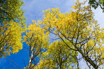 秋のカナディアンロッキー　ヤムナスカ山の麓の黄葉（カナダ・アルバータ州）