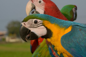 Head shot Beautiful macaw, Lovely Colorful Macaw bird.