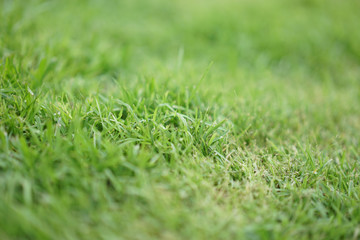 Close up grass with blurry front and background.