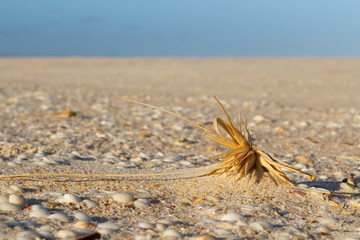 Hawksnest beach  NSW Australia with dry plant and shells  