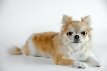 Studio shot of a Chihuahua isolated over white background