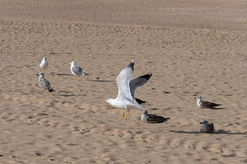 Birds on beach.