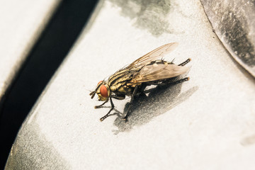 Small fly with red eyes