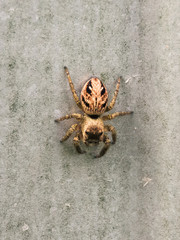 Spider close up sitting on the fence