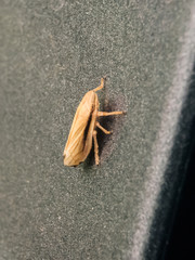 Phinaneus spumarius close up