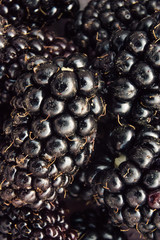 Freshly picked blackberries close up
