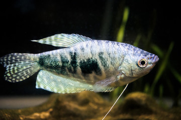 Tropical gourami fish close up