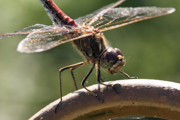Dragonfly close up in the garden