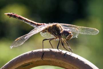 Dragonfly close up in the garden