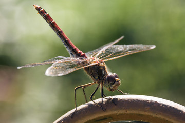 Dragonfly close up in the garden