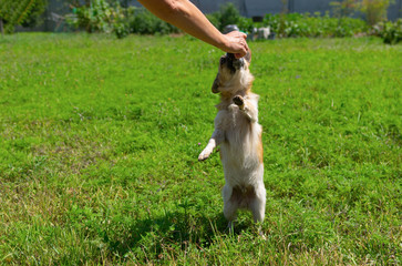 Master hand feeding cute mixed breed dog that stand on hind legs