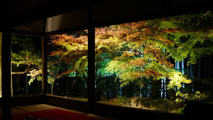 宝泉院の秋のライトアップ