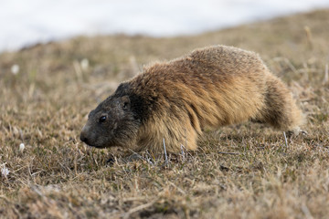 marmotte matinale dans le Vercors