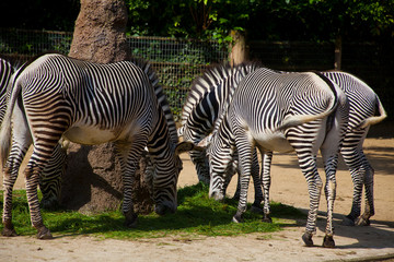 Fototapeta na wymiar Grevy Zebras