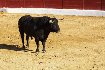 Toro de lidia en la arena de una plaza de toros. España