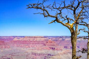 a tree in grand canyon national park shot by sony a7rii