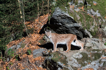 Luchs