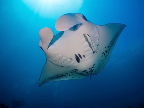 Giant Mantaray