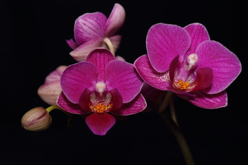Fototapeta na wymiar Purple Phalanopsis orchid flower with black background