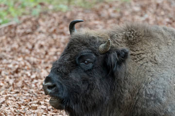 Fototapeta premium Wisent