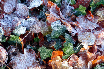 Colorful leaves covered with snow